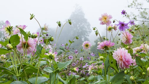 Pink dahlias in the garden at Greenway, Devon